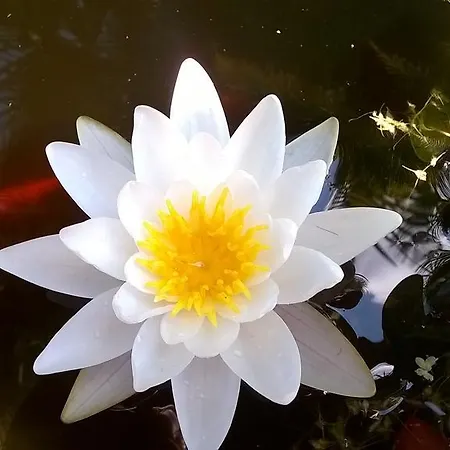 Alloggio per agriturismo Serena Vigonovo (Veneto)